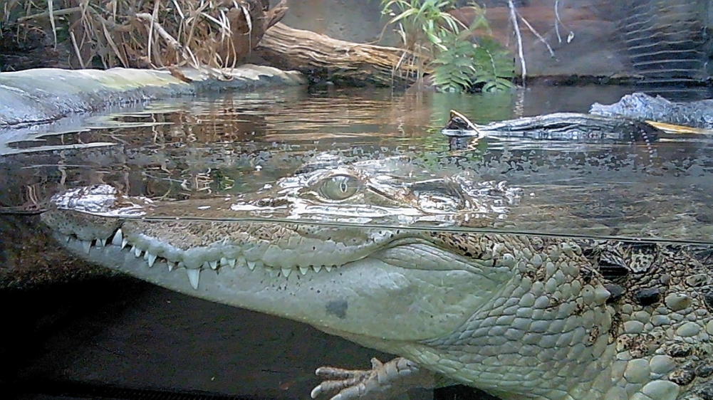 Zoofamily - ukázkové foto