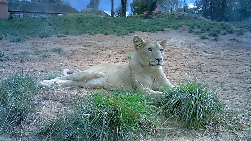 Zoofamily - ukázkové foto