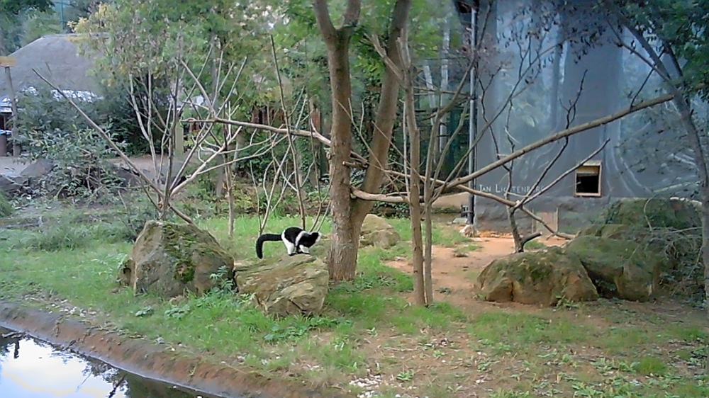 Zoofamily - ukázkové foto