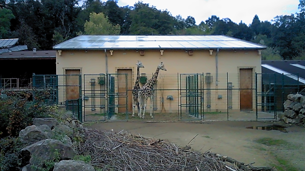 Zoofamily - ukázkové foto